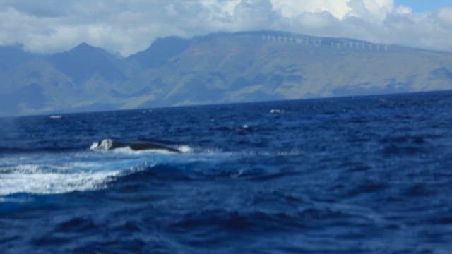 Humpback Whale Breaching in Ocean