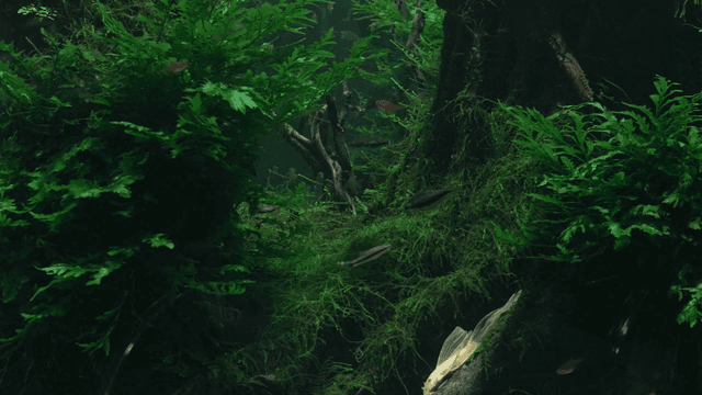 Aquarium with lush plants and colorful fish