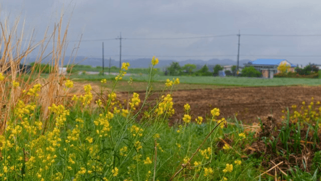 시골 들판의 노란 꽃들
