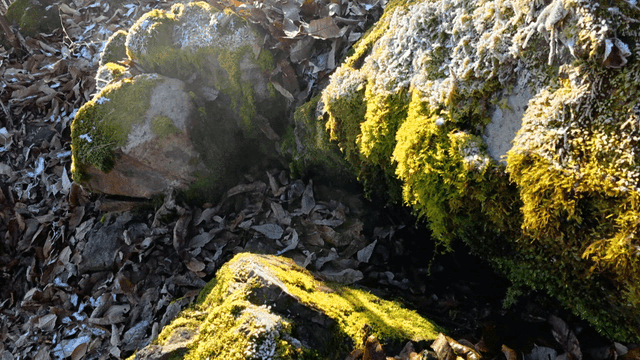 Moss-covered steaming rock in forest