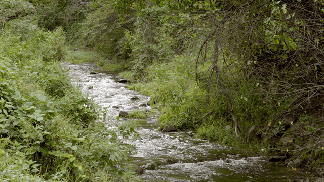 푸른 숲을 흐르는 고요한 강