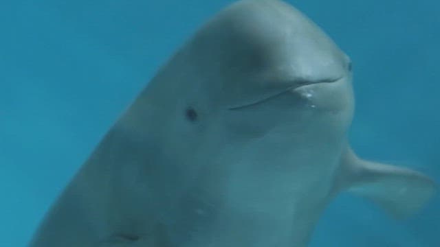 Finless porpoise swimming playfully in clear water