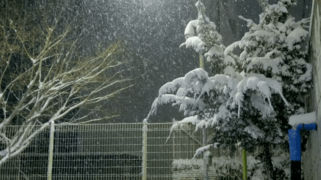 밤에 나무와 울타리에 내리는 눈