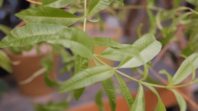 화분에 심어진 녹색 잎