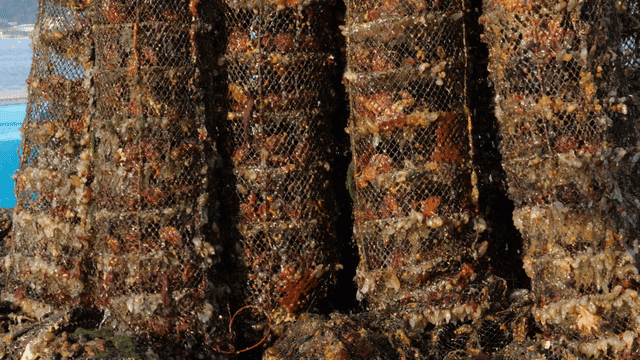 Fishing nets filled with shellfish on a boat