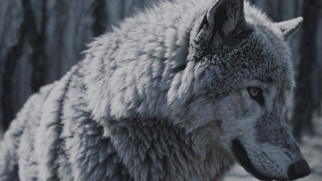 Wolf standing in desolate forest