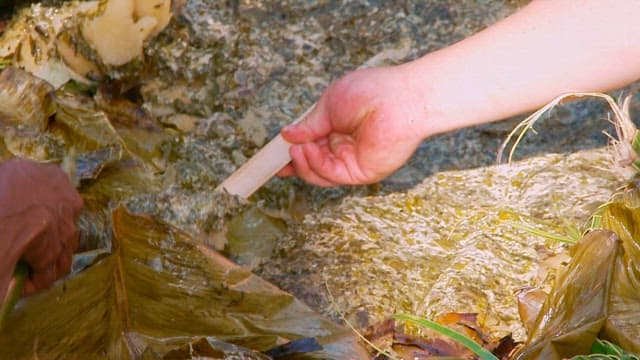 바나나 잎으로 바누아투 전통음식 랍랍을 준비하는 손