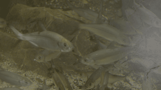 Fish swimming in a clear underwater scene