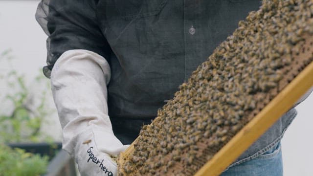 Beekeeper Inspecting Honeycomb