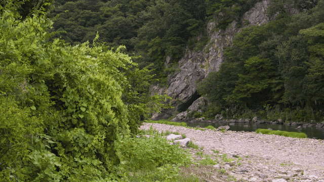 Blue forests and quiet riverside grasslands