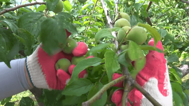 나무 가지에서 따는 청매실