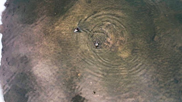 맑은 물에서 물결을 만들어내며 수영하는 오리들