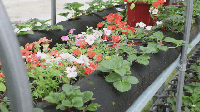 온실 속 다채로운 꽃들