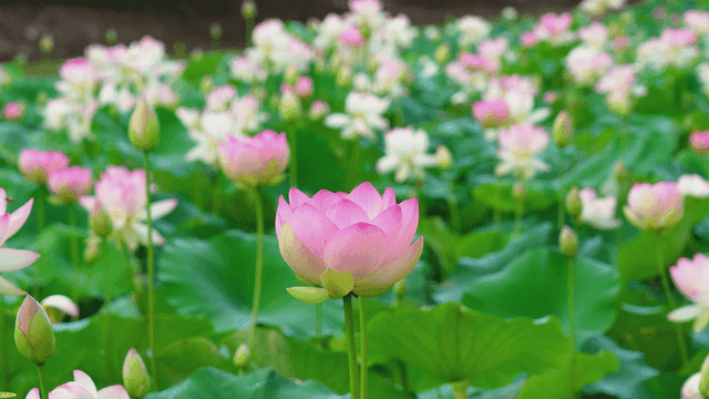 Vibrant lotus flower in full bloom