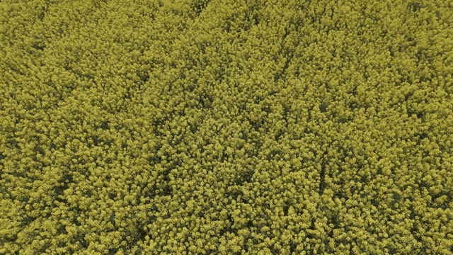 Wide field full of yellow canola flowers