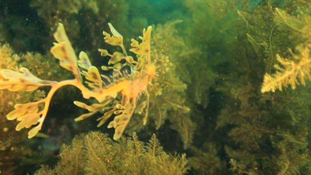 Leafy Seadragon Swimming Through Seaweed