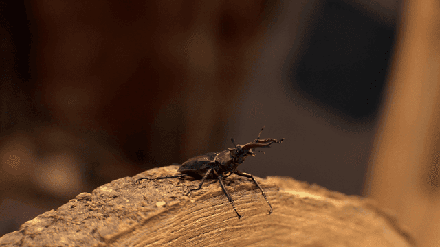 나무 위의 사슴벌레