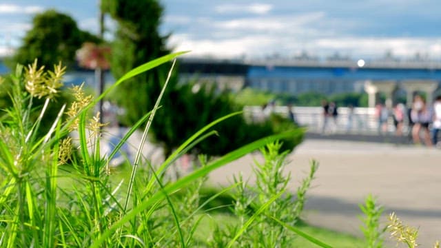 Green plants in a park with people walking