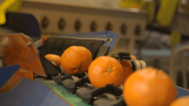 Tangerines moving on conveyor belt in factory