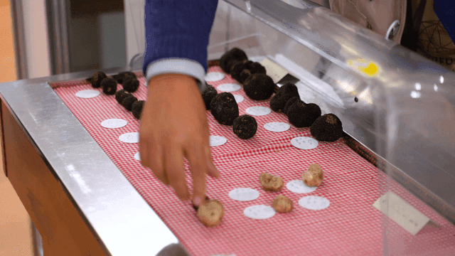 Truffle mushrooms displayed on checkered cloth