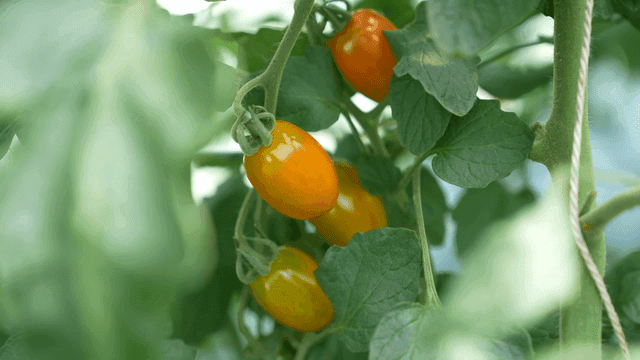Ripening cherry tomatoes hanging on vine