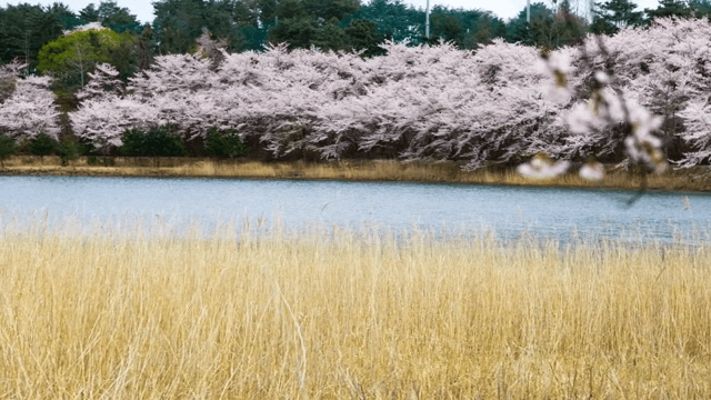 고요한 호숫가의 벚꽃