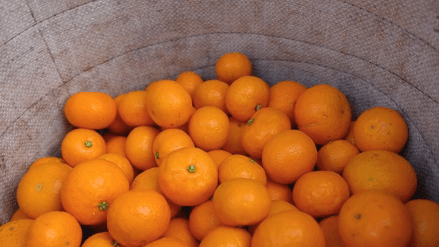 신선한 귤이 가득한 바구니