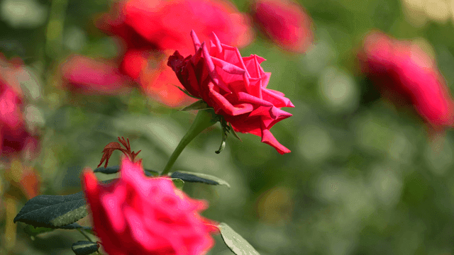 Fully bloomed red roses