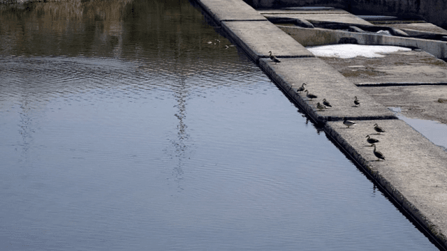 물가에서 쉬고 날아가는 오리들