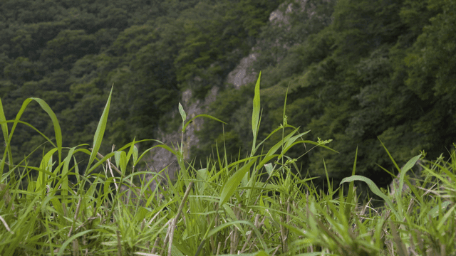 Close-up shot of green plants in forest