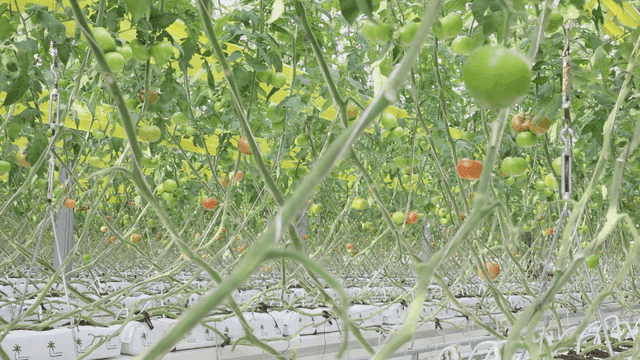 온실에서 자라는 토마토