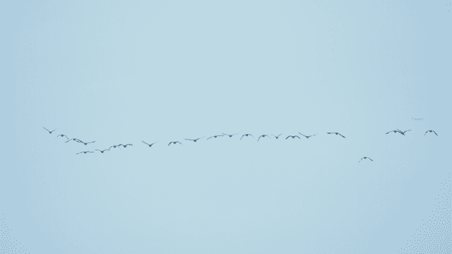 Flock of birds flying in a line across the sky