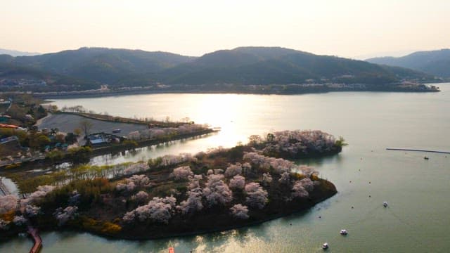 Cherry blossoms in full bloom on a peaceful, sun-drenched lakeside