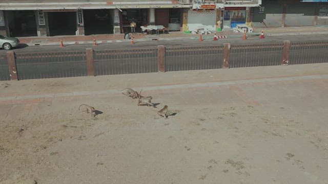 도로변 모래 땅에서 노는 원숭이 무리