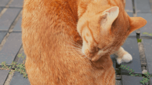 보도블록 위에서 몸을 단장하는 고양이