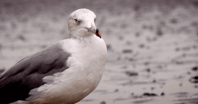 Seagull standing on a muddy shore