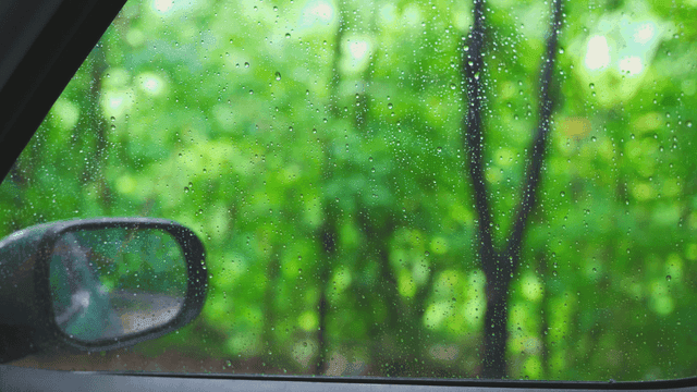 차창 너머로 보이는 비 오는 숲