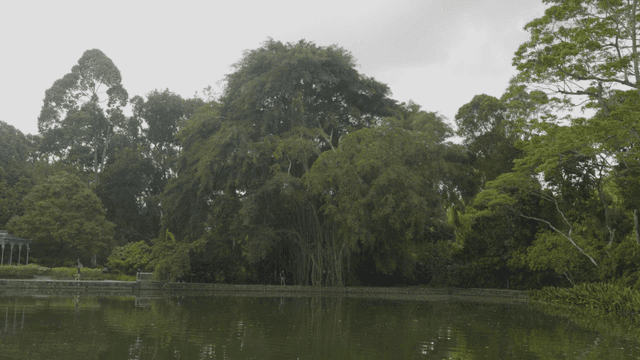 고요한 연못 옆의 큰 나무