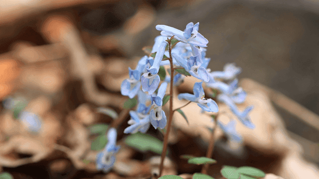 Sky-blue wildflowers swaying in wind