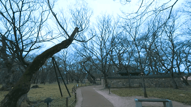 겨울 나무들과 전통 한옥이 있는 공원 길