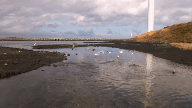 해안 지역을 나는 새들