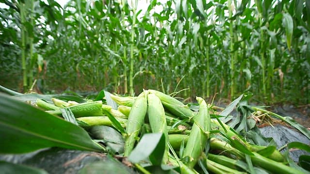 푸른 옥수수밭에서 수확한 신선한 옥수수