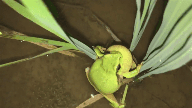 Green frog croaking while holding onto grass in wetland