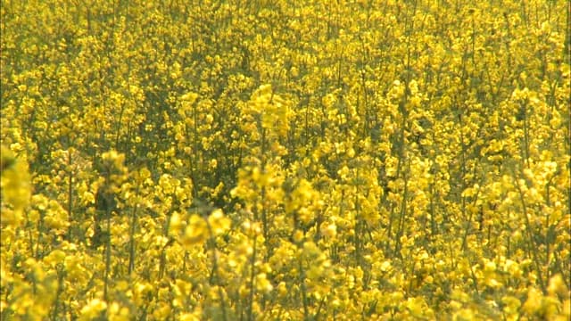 Expansive yellow flowering canola field