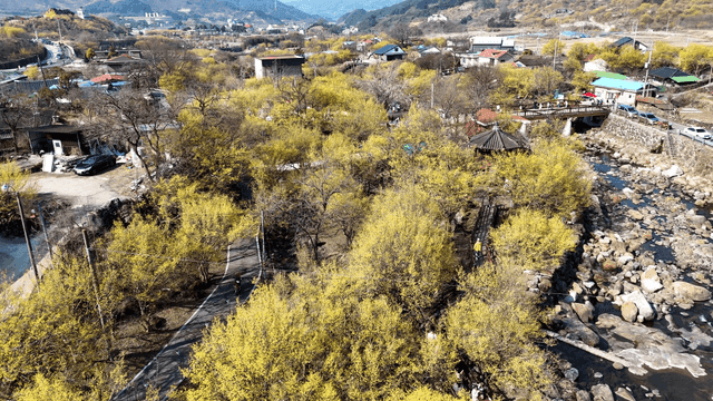 노란 산수유로 둘러싸인 아름다운 마을