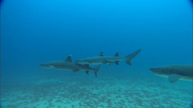 Sharks swimming peacefully in the ocean