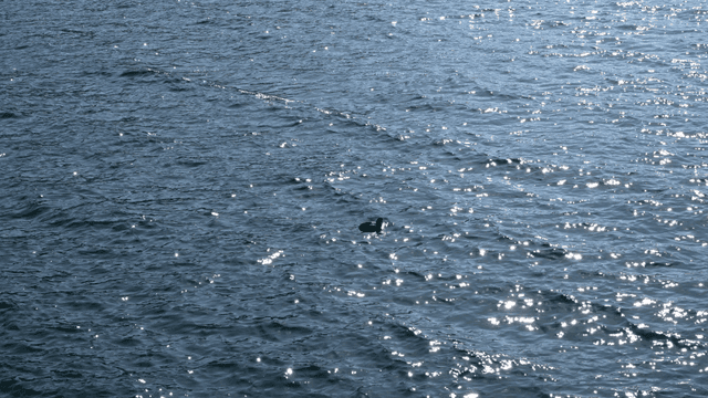 Bird floating on sparkling sea
