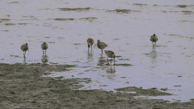 Sandpipers foraging on the muddy shore
