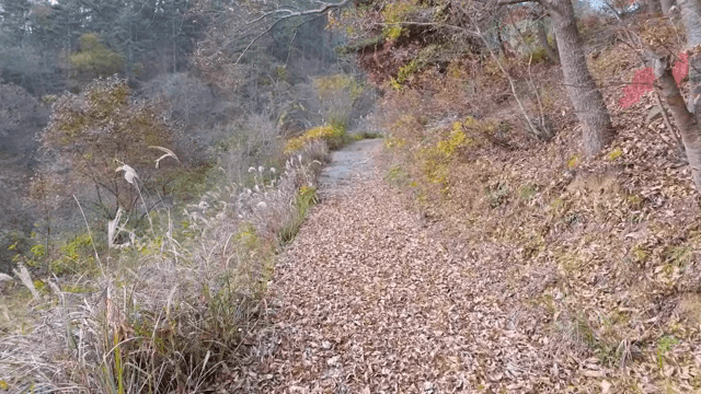 Forest path covered with autumn leaves