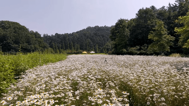 맑은 하늘 아래 데이지 꽃밭